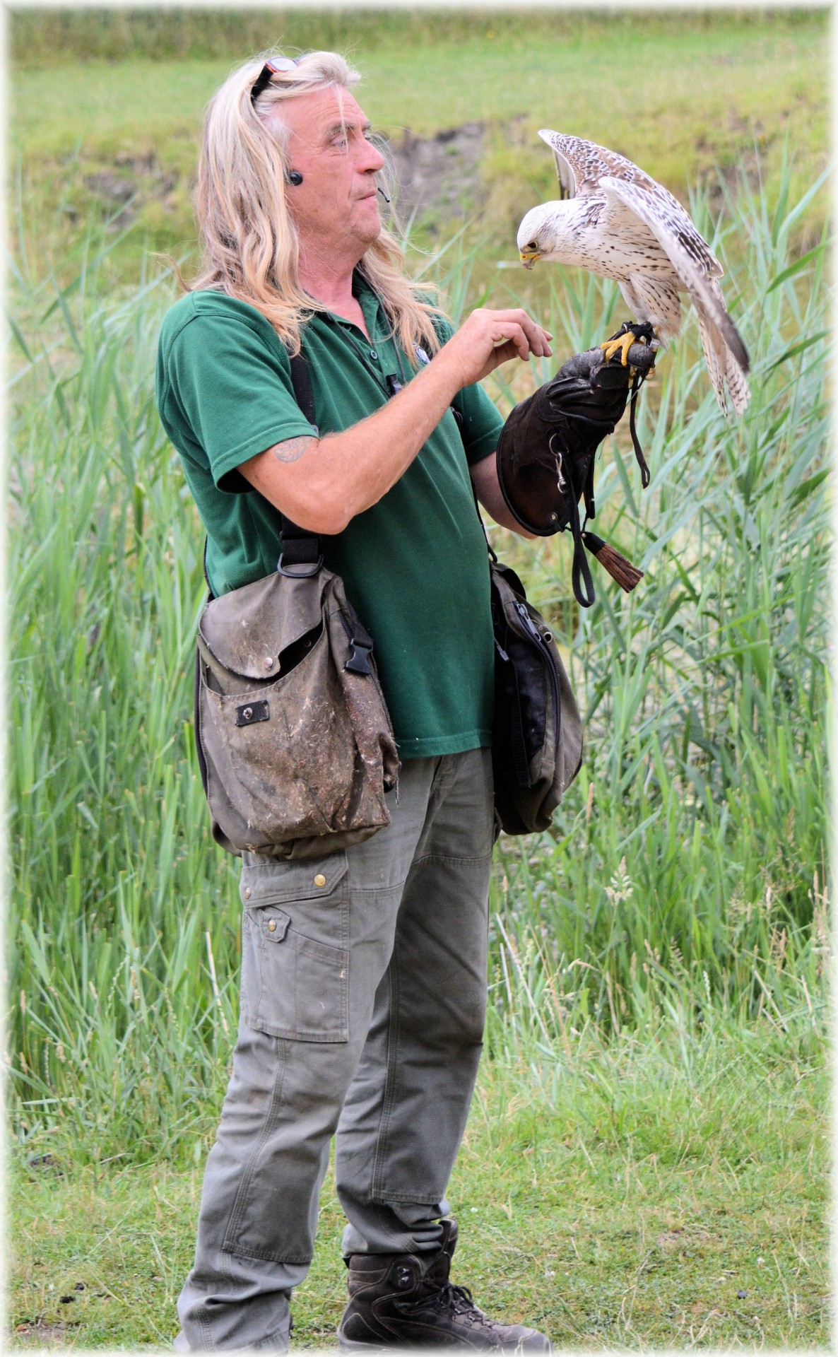 hawk show animal free photo