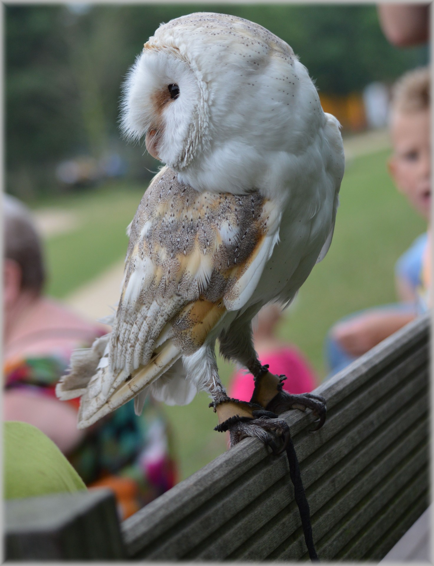 owl owls show free photo