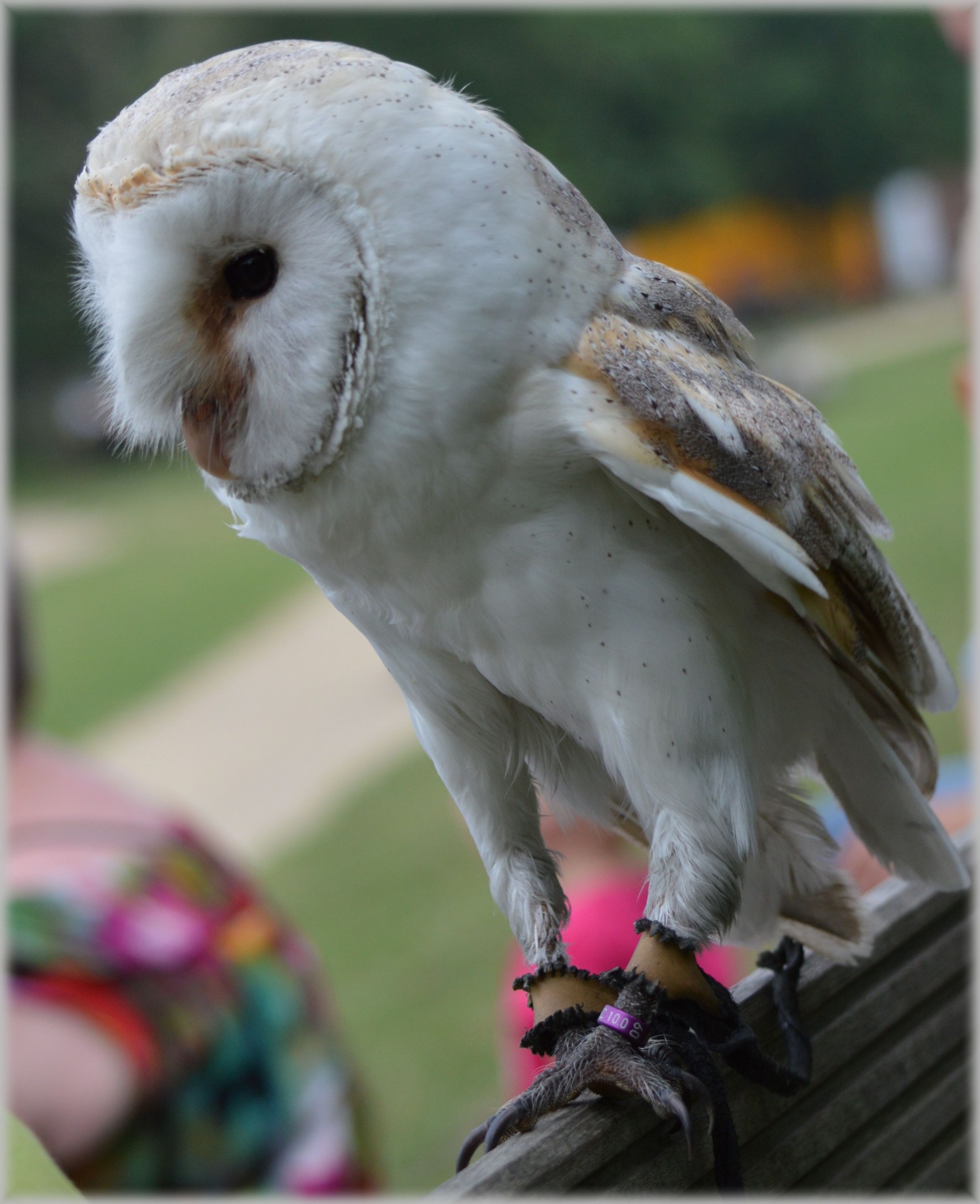 owl owls show free photo