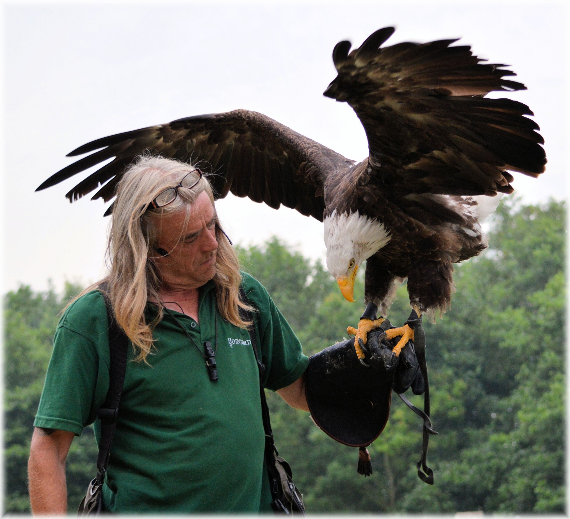 eagle show animal free photo