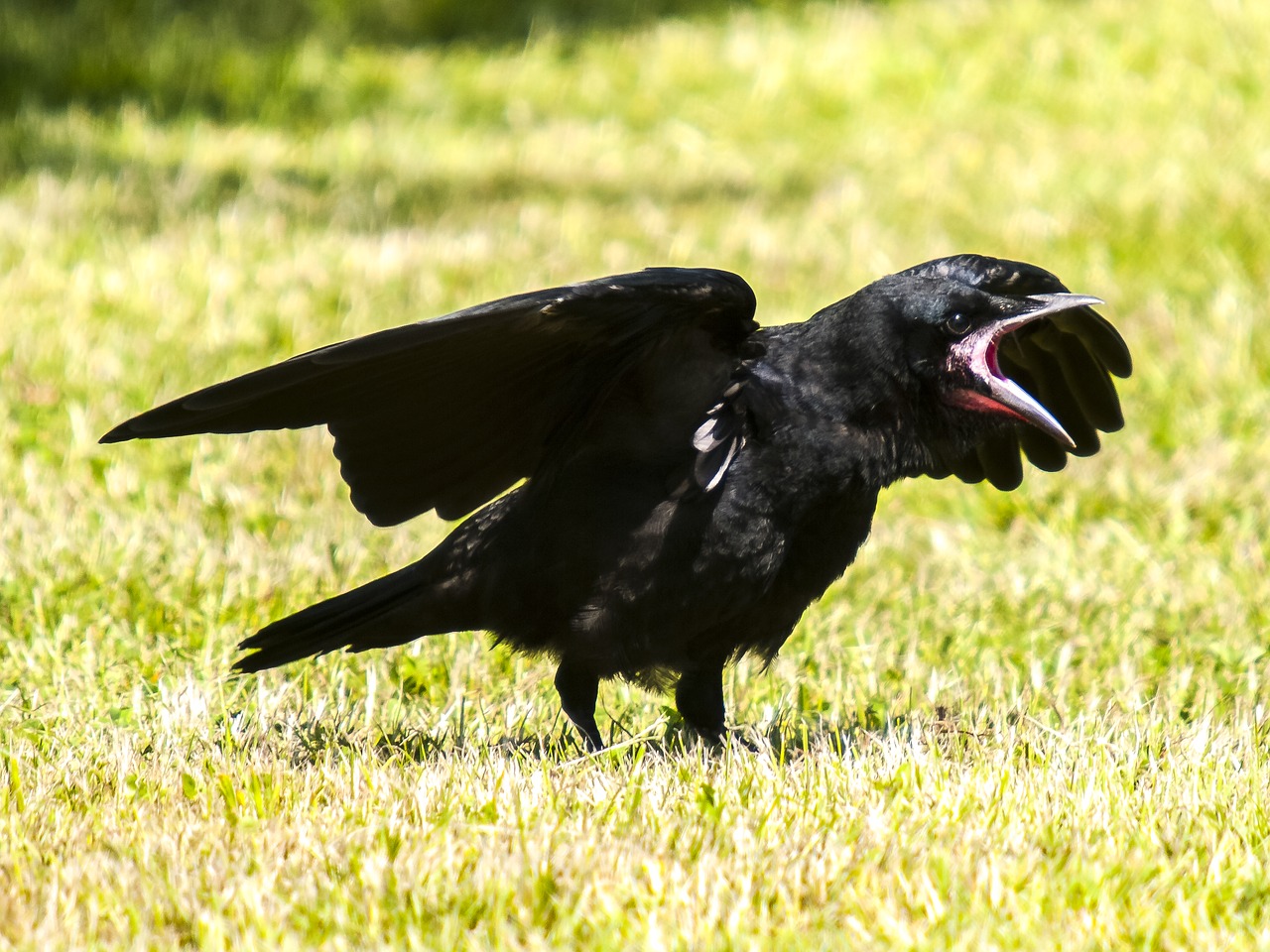 rook crow bird free photo