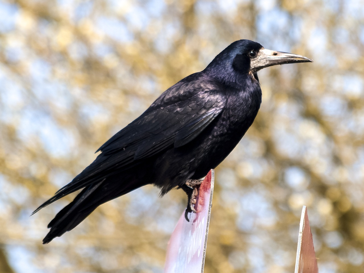 rook crow raven bird free photo