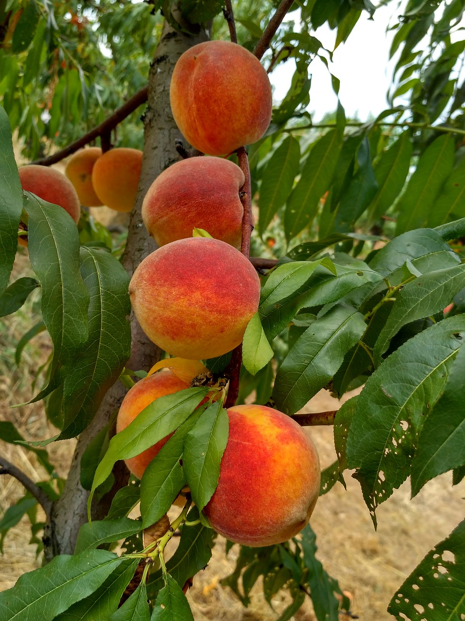 room  peach  plantation free photo