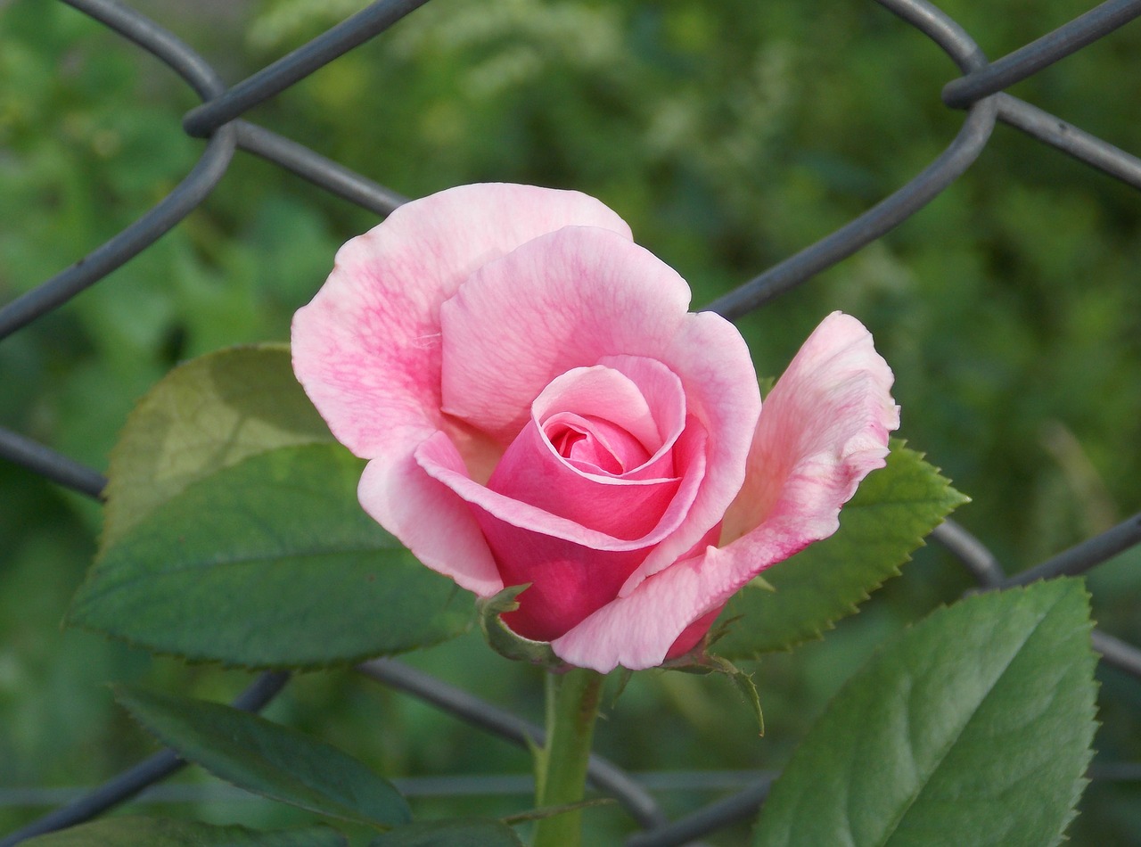 roos roze roos rozen free photo