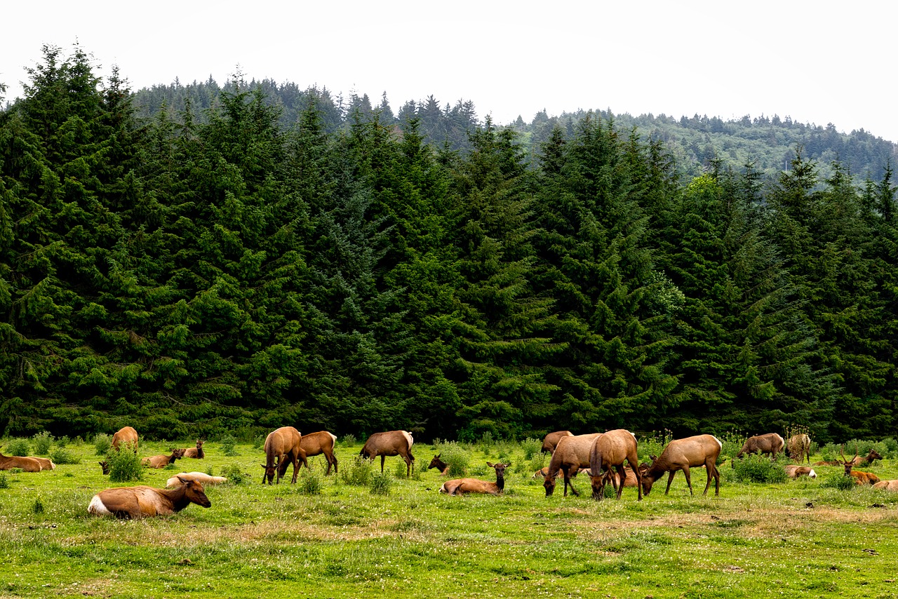 roosevelt elk herd animals free photo