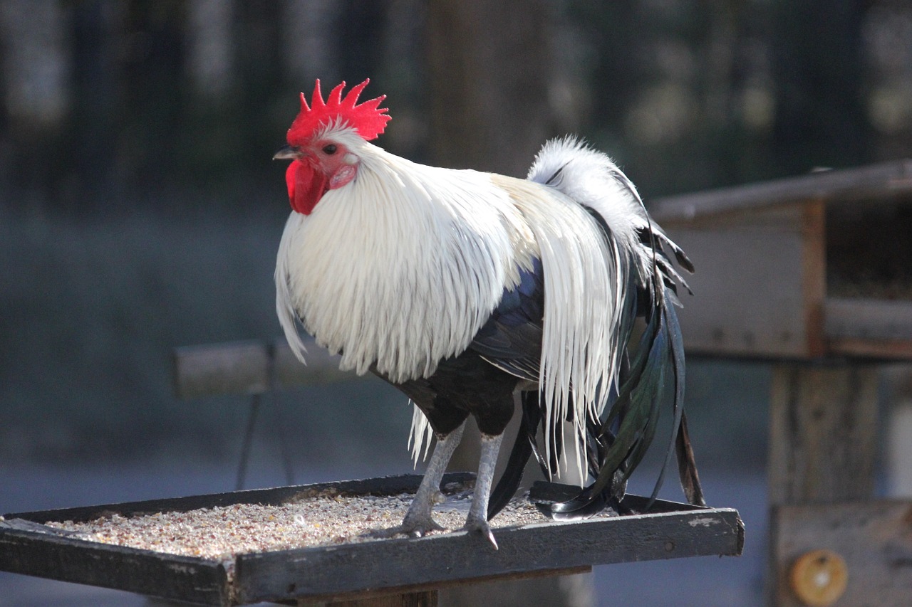 rooster bird feeder cockerel free photo