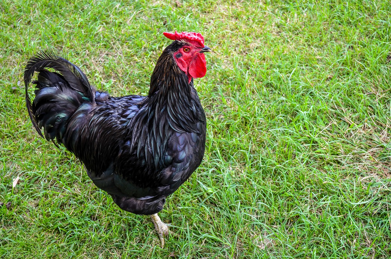 rooster bird poultry free photo