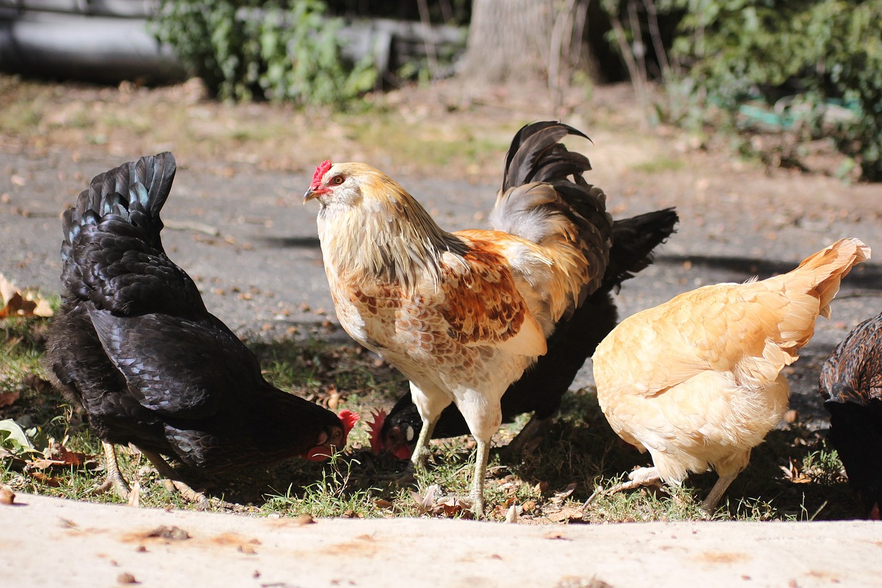 rooster cockerel chicken free photo