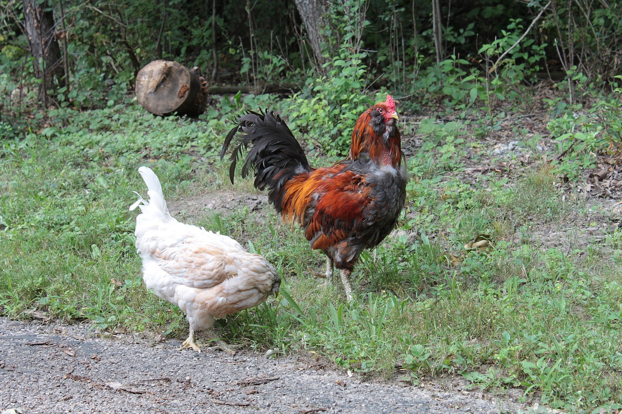 rooster cockerel chicken free photo