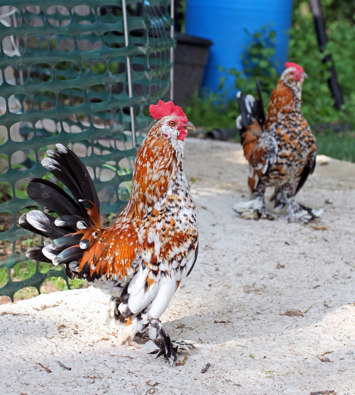 rooster cockerel pair free photo
