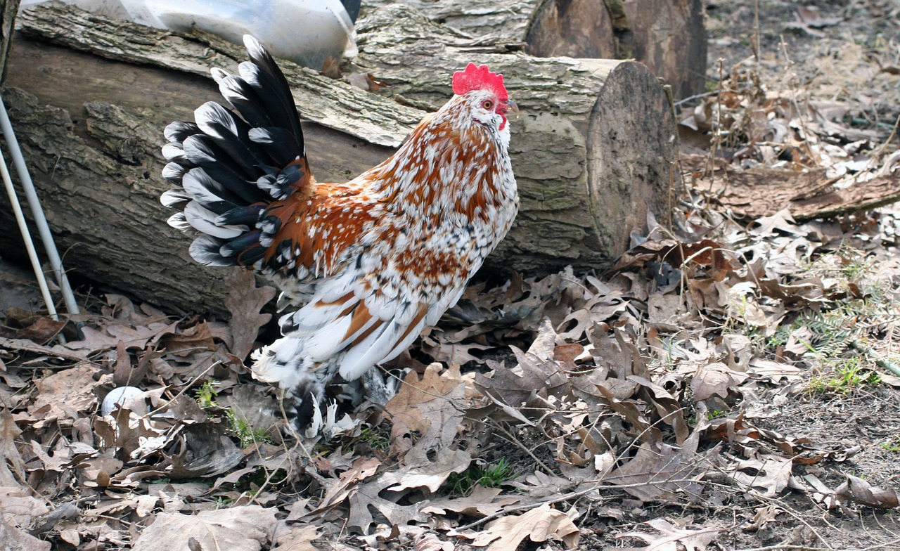 rooster cockerel bantam free photo