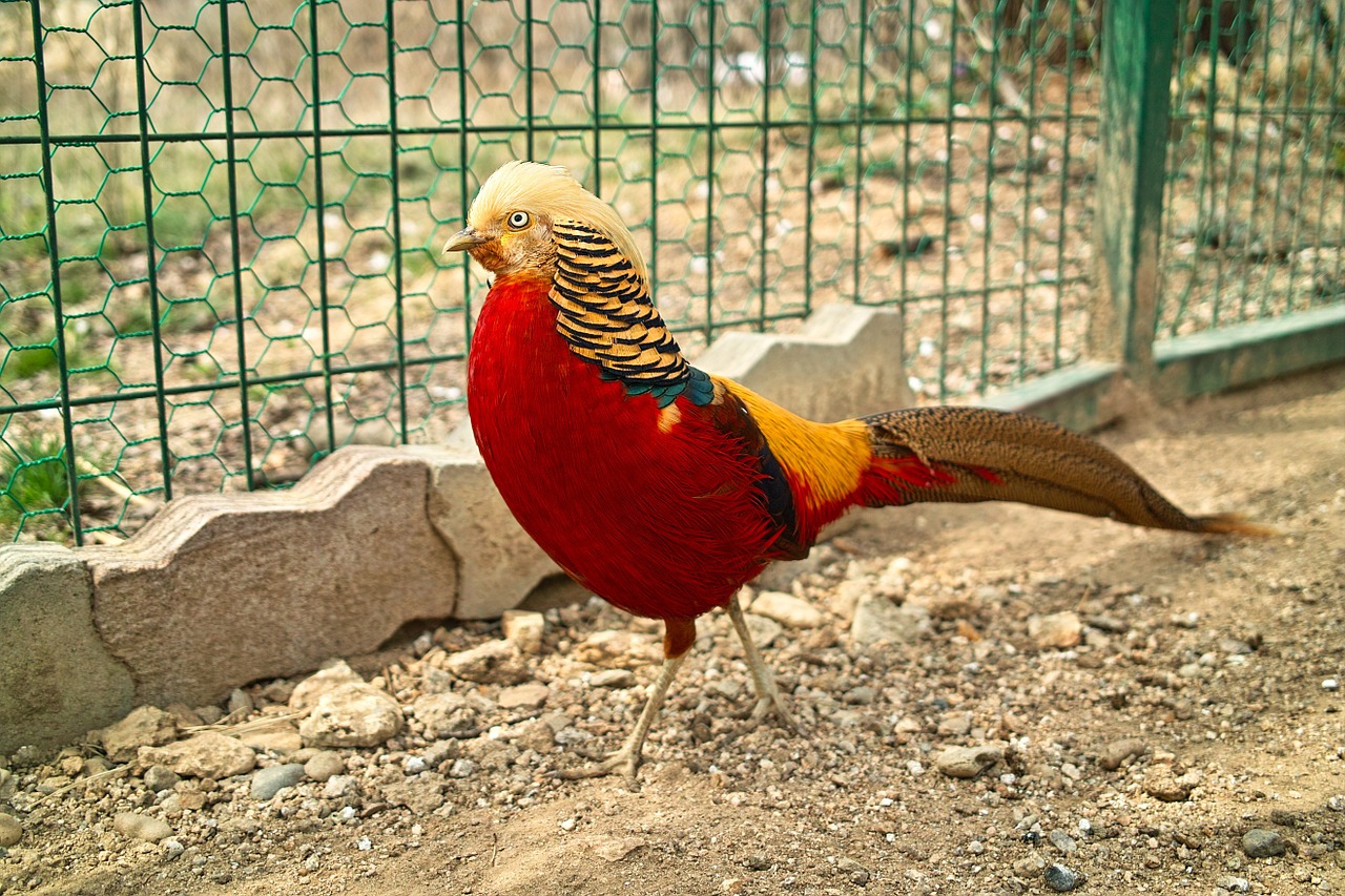 rooster chicken ilsan free photo