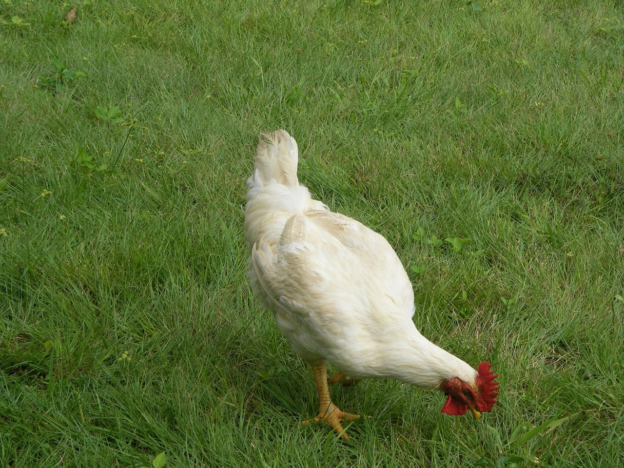 rooster mature male chickens cockerel free photo
