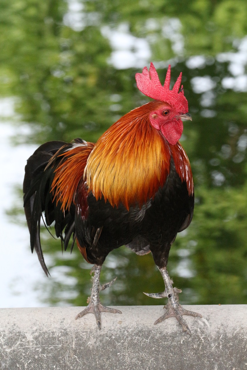 rooster colorful animal free photo