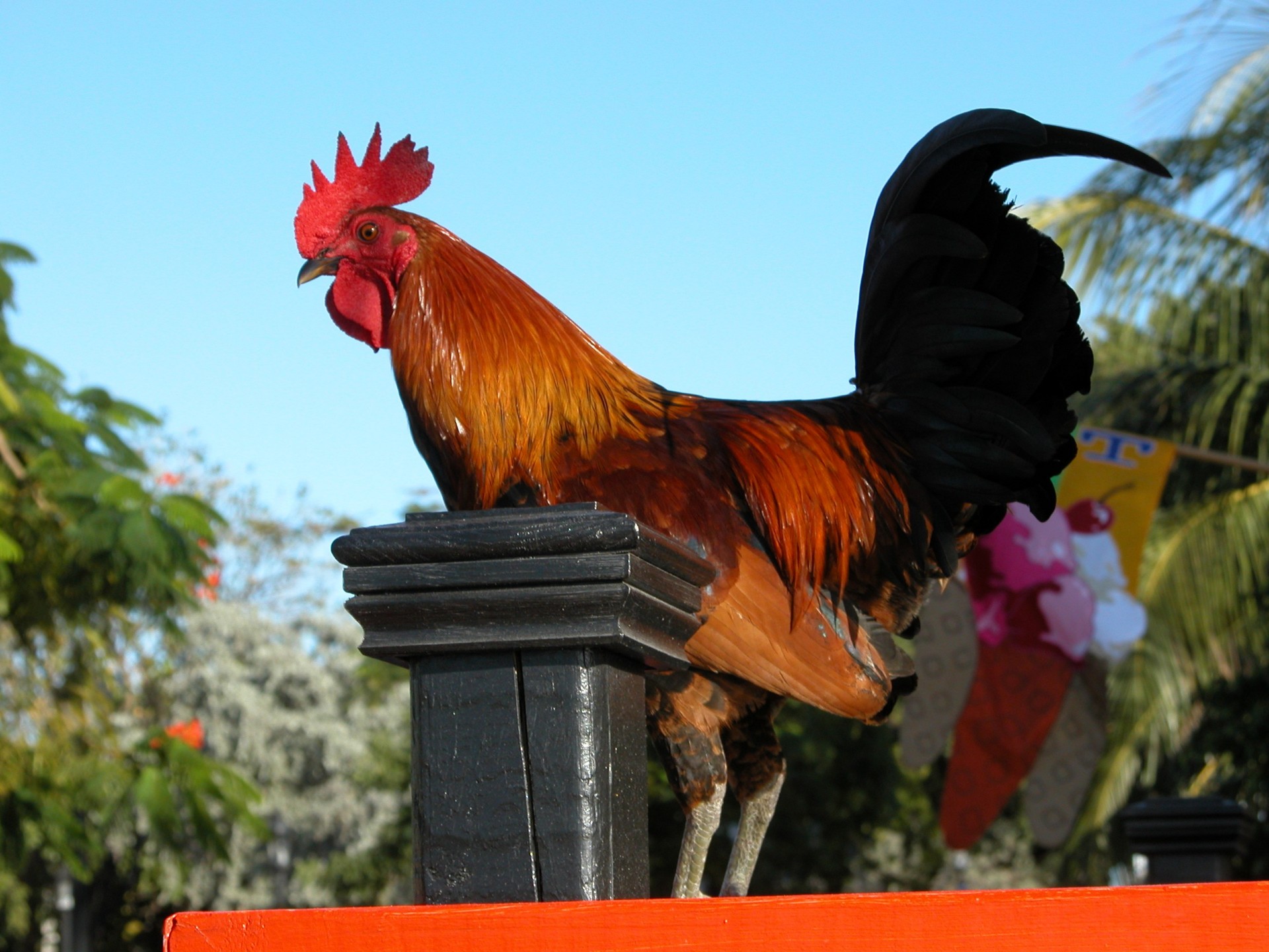 rooster hen cockerel free photo