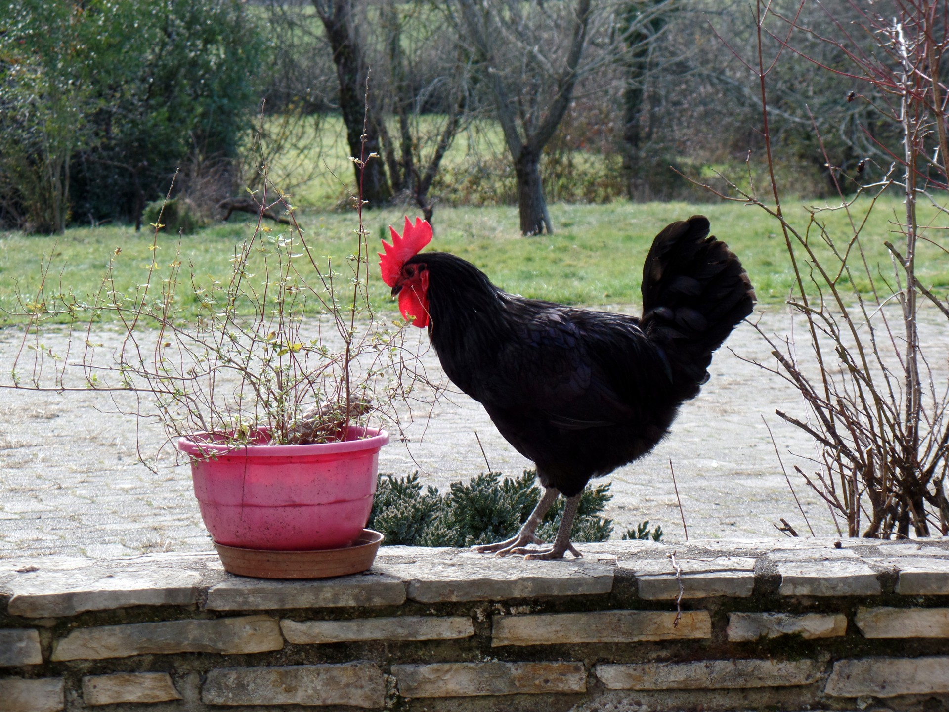 chicken rooster countryside free photo