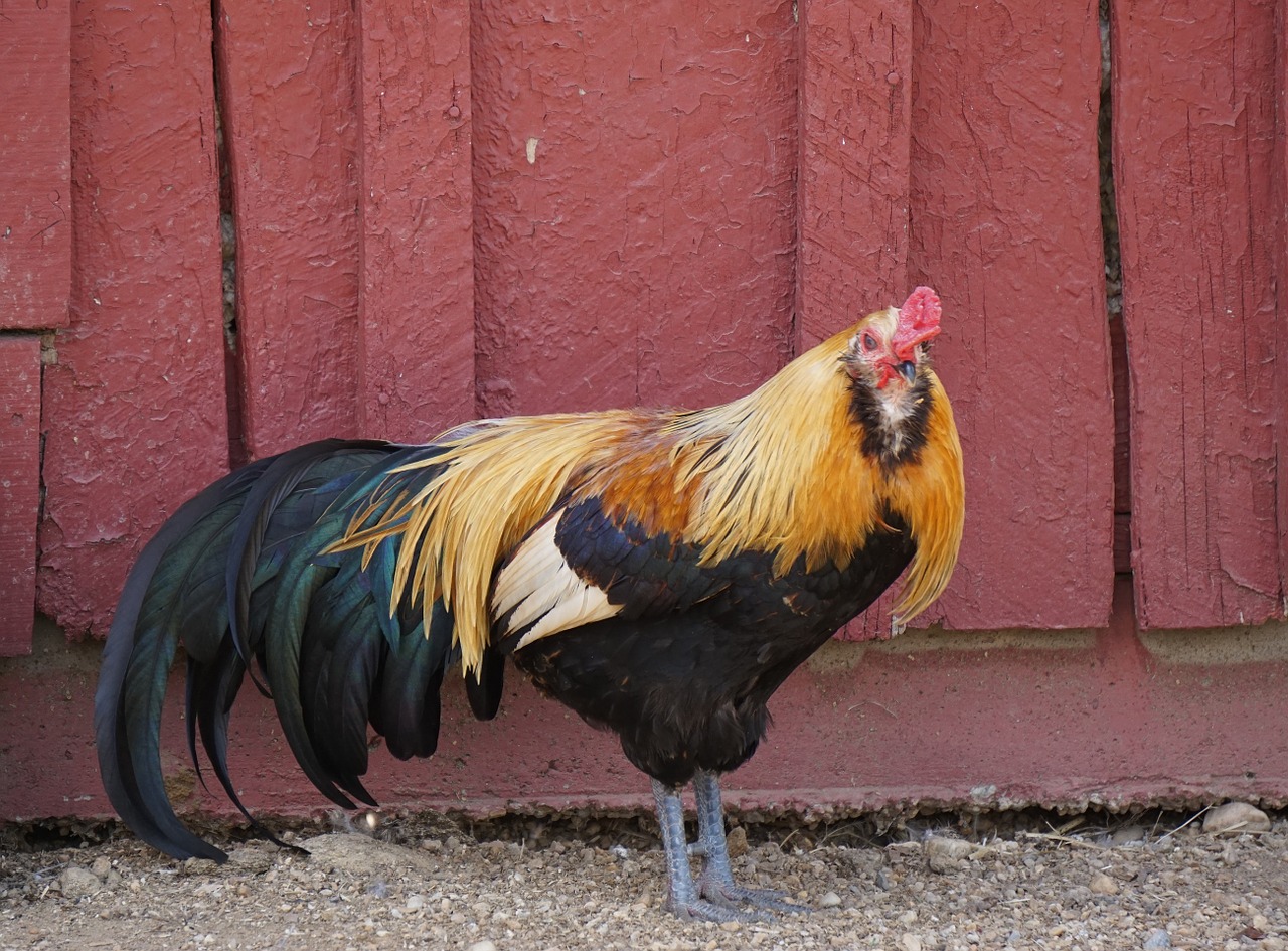 rooster male bird free photo