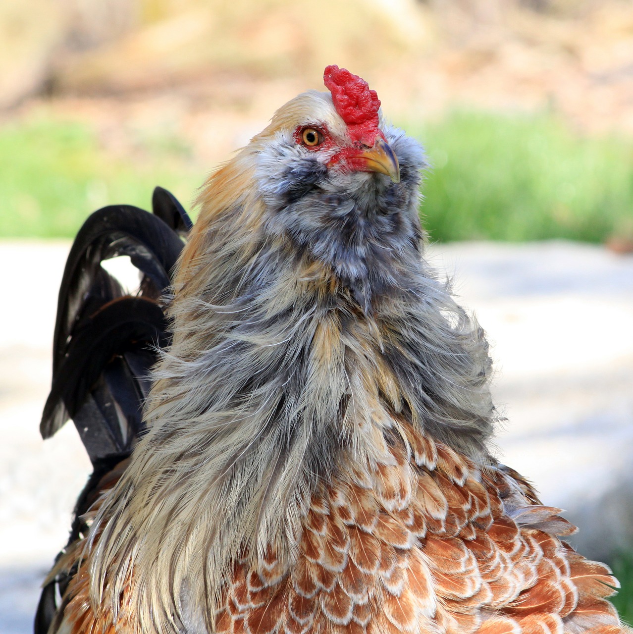 rooster cockerel chicken free photo