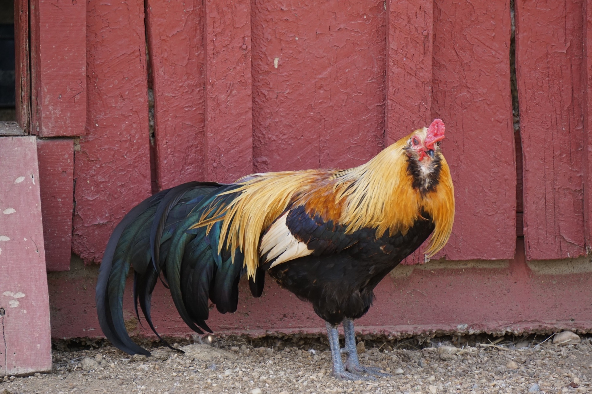 rooster chicken male free photo