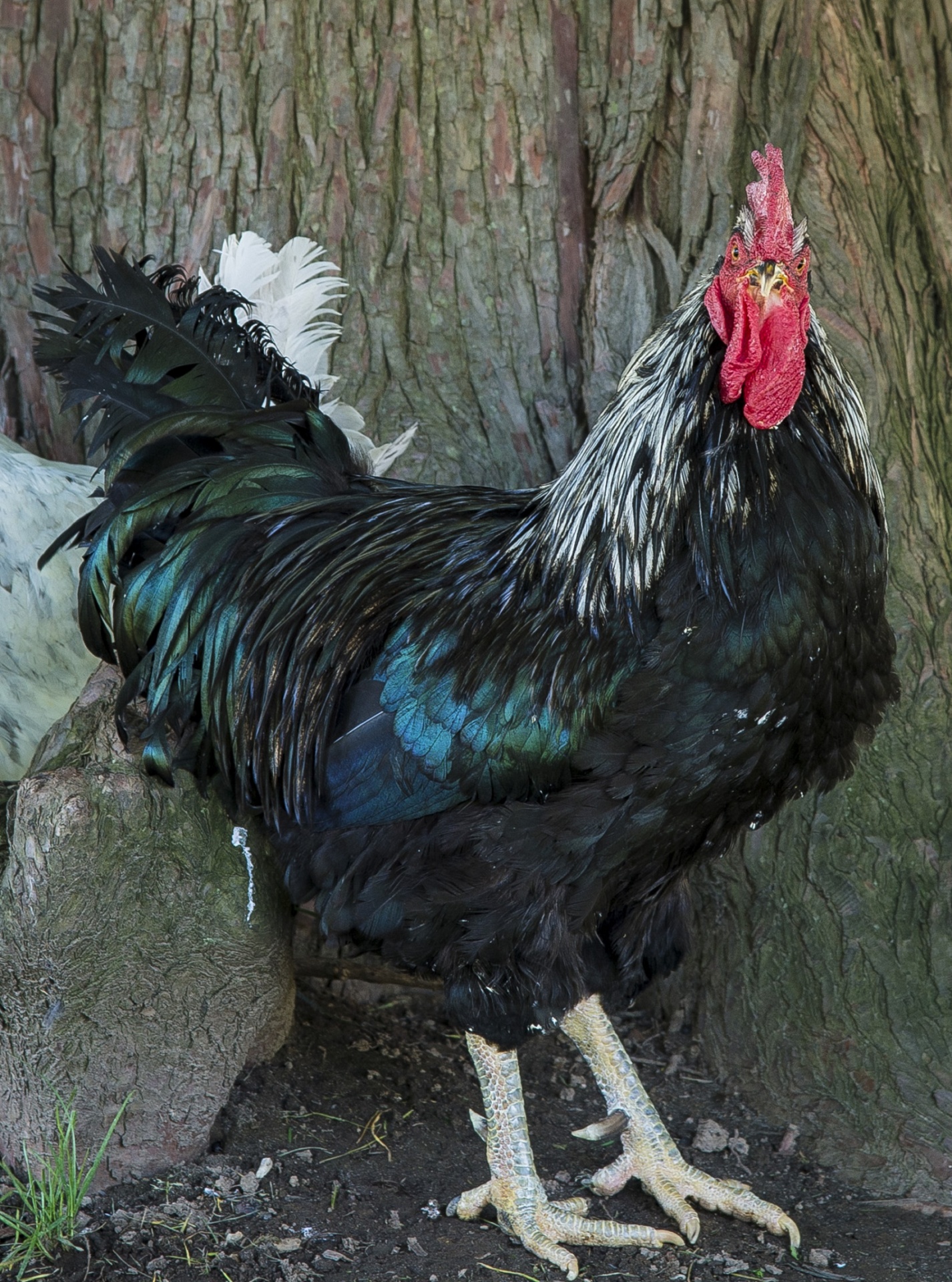 rooster male chicken free photo