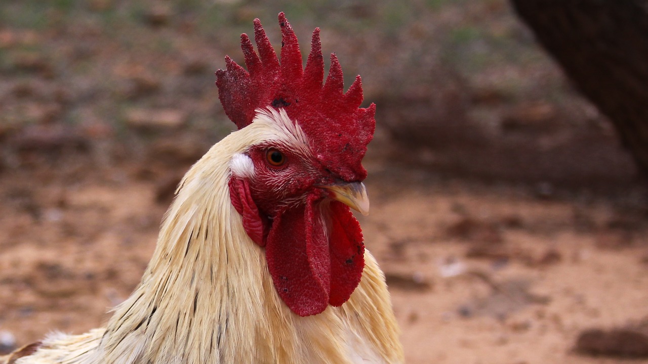 rooster farm barnyard free photo