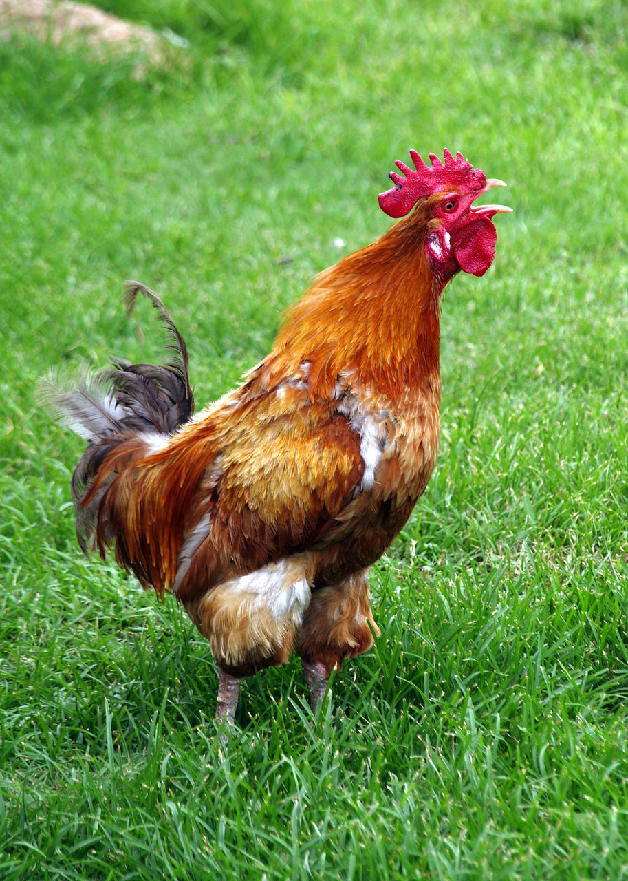 rooster poultry nature free photo