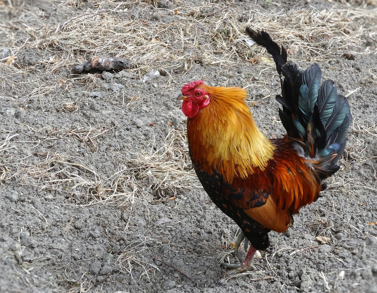 rooster farm bird free photo