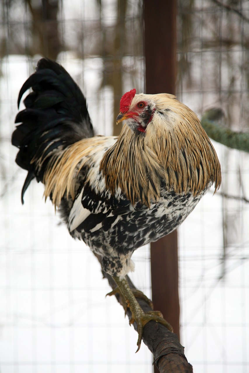 rooster nature outdoors free photo