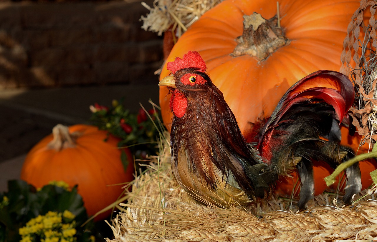 rooster pumpkin thanksgiving free photo