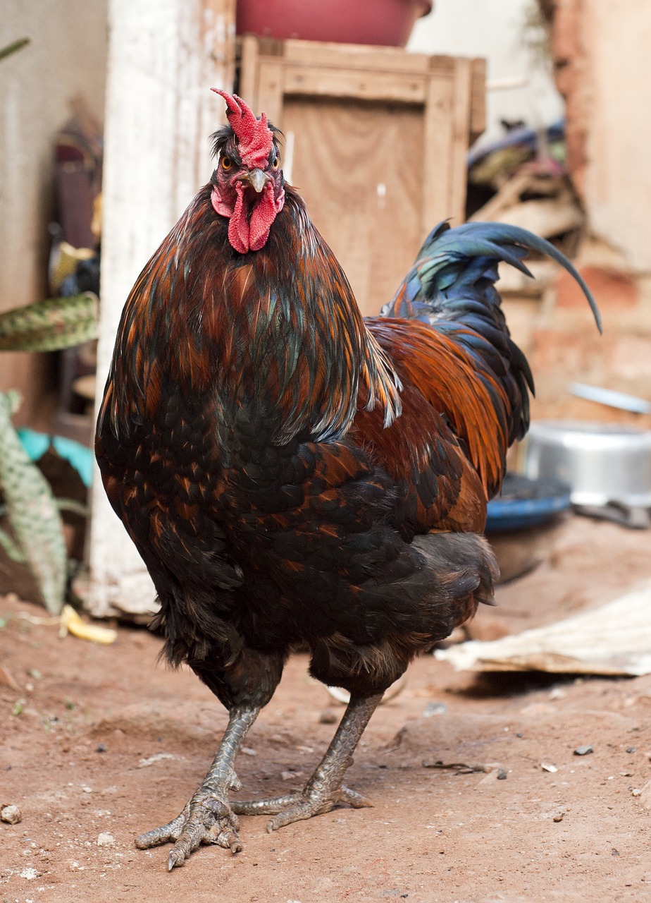 rooster africa chicken free photo