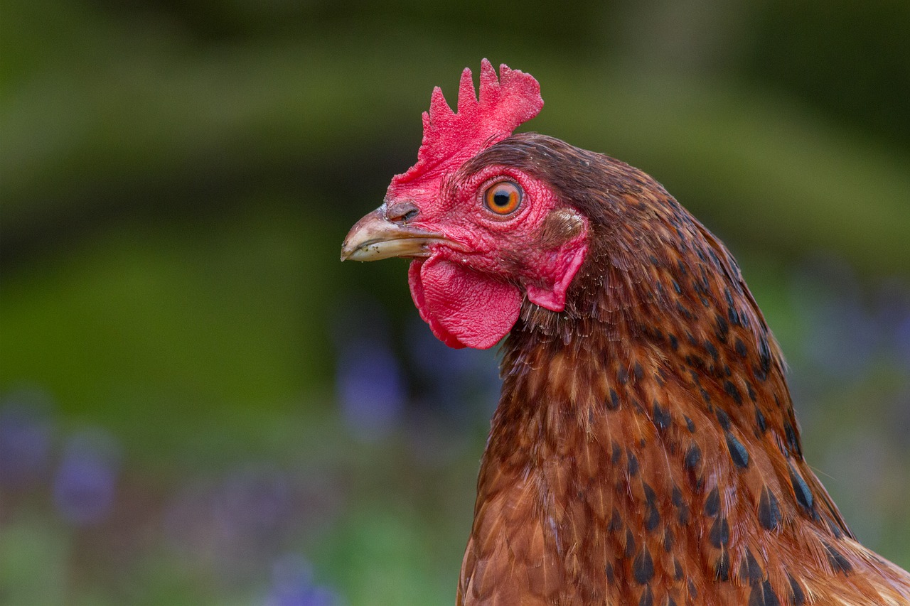 rooster chicken close up free photo