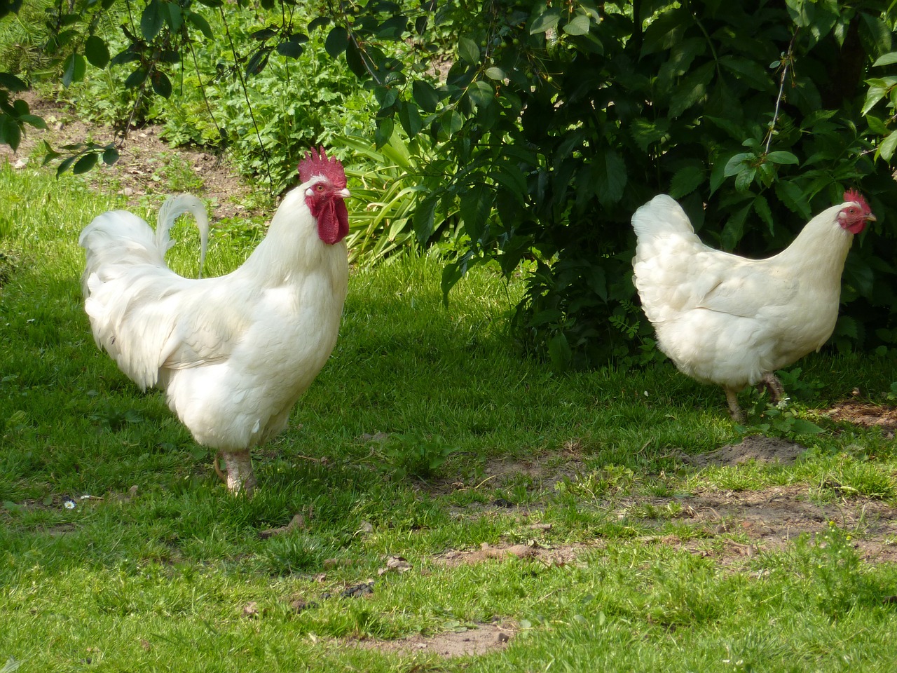 rooster hen chicken free photo