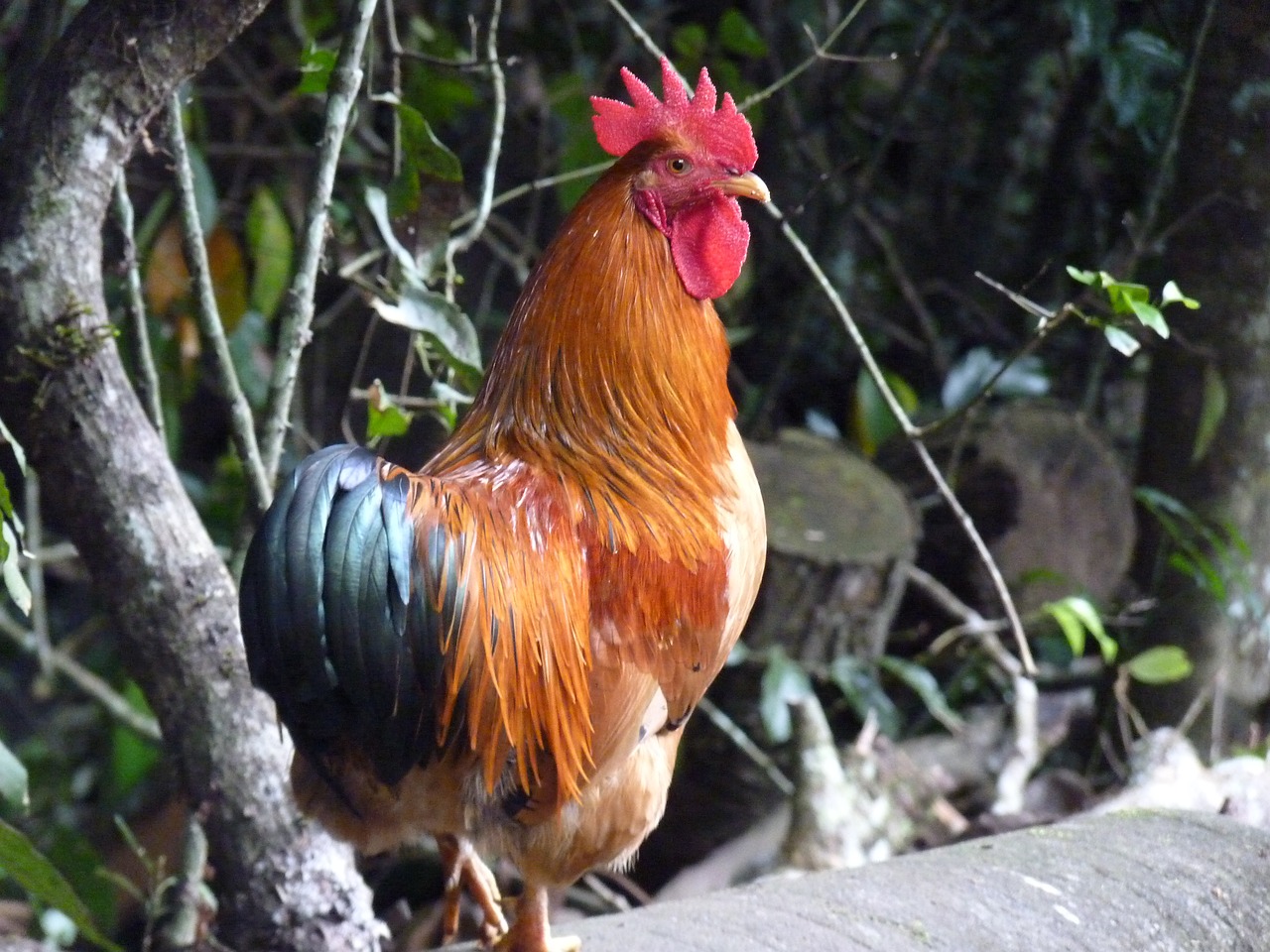 rooster birds chicken free photo