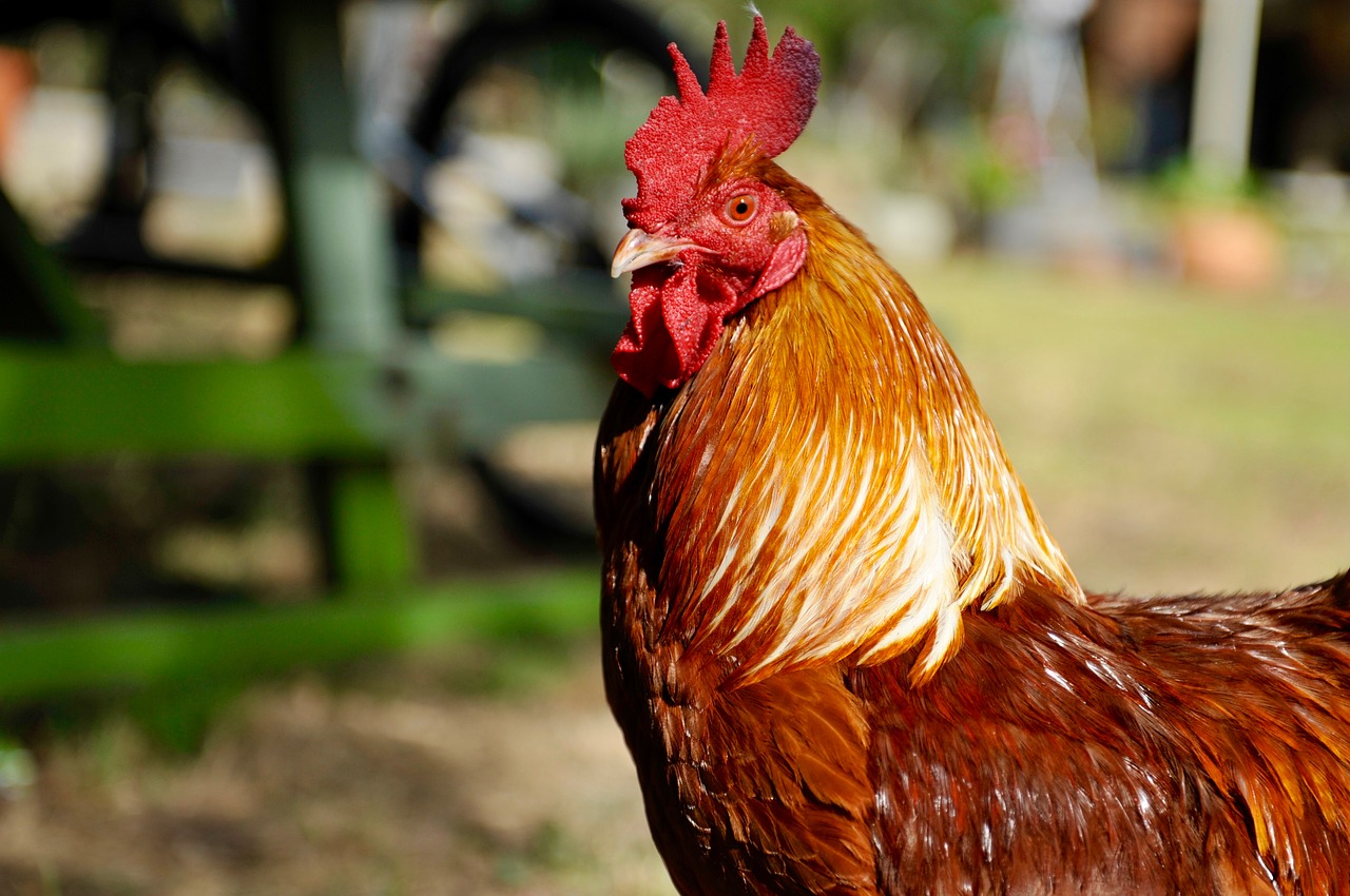 rooster chicken poultry free photo