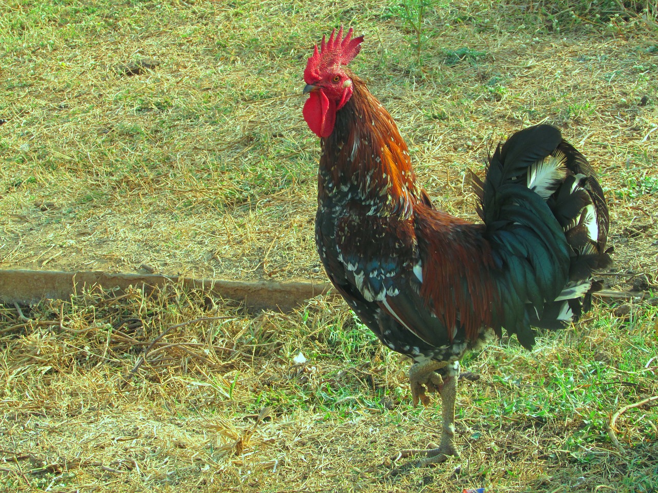 rooster cock standing free photo