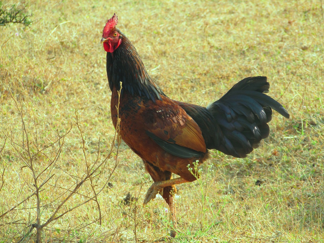 rooster cock standing free photo