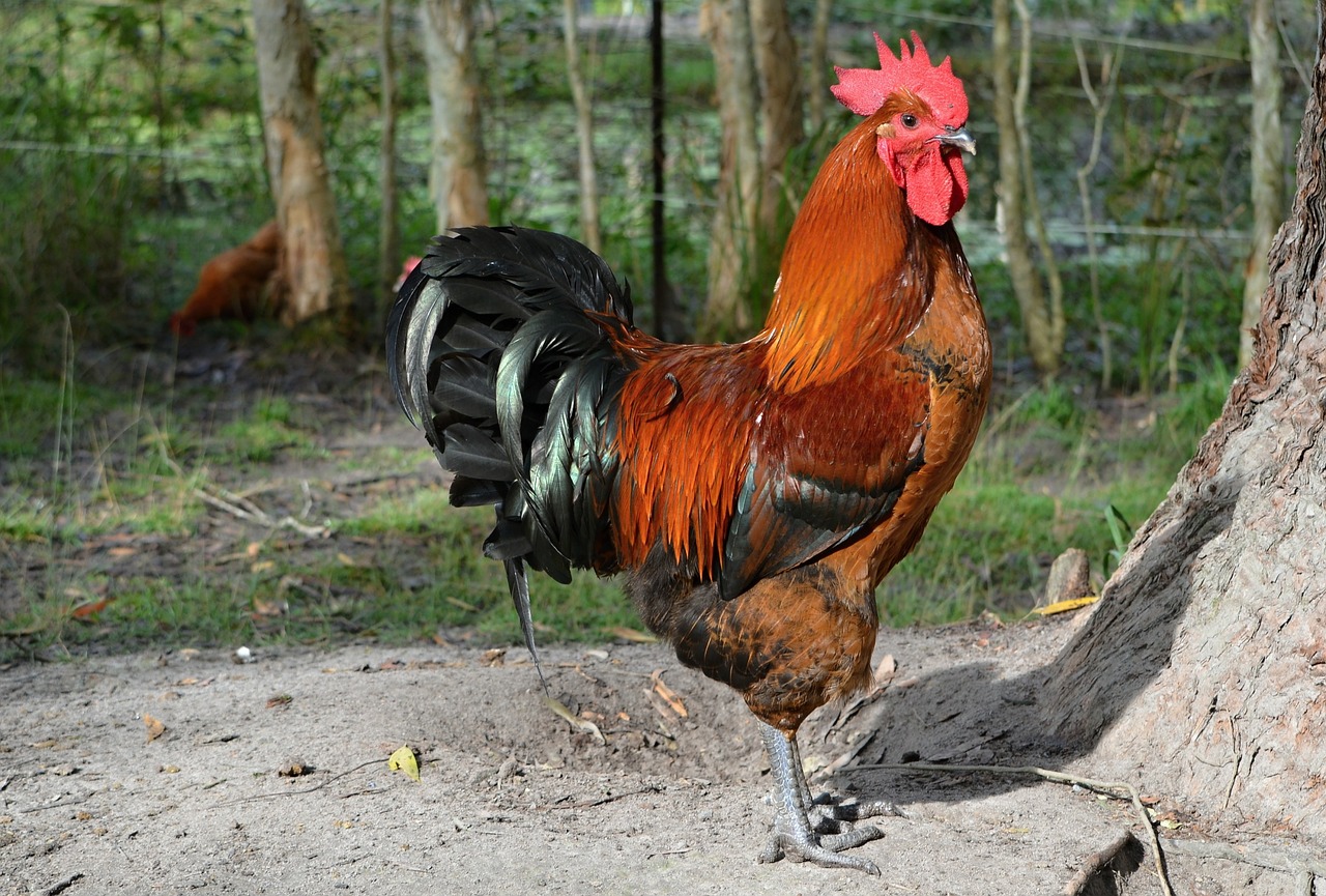 rooster poultry animals free photo
