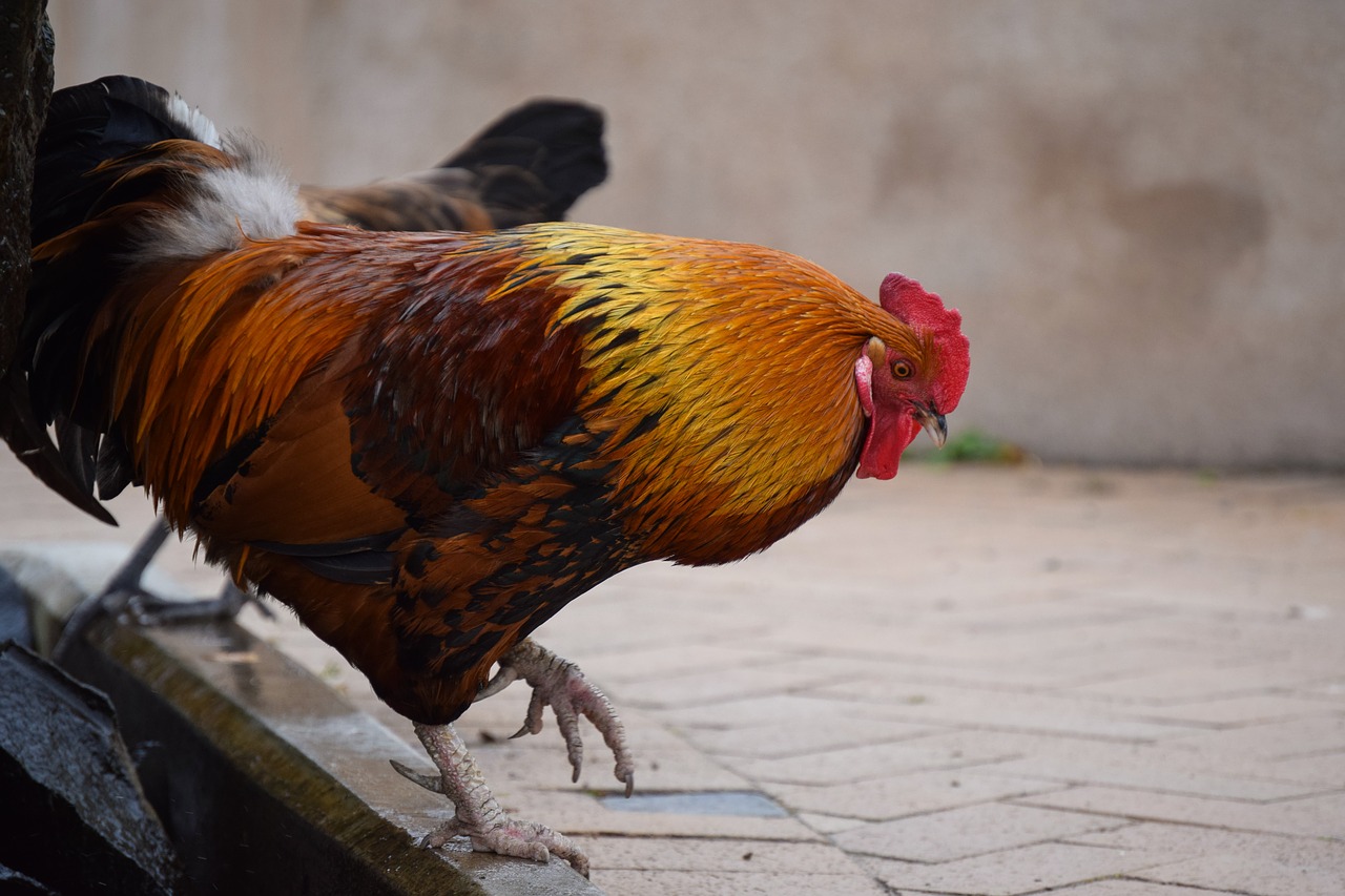 rooster walk trudging free photo