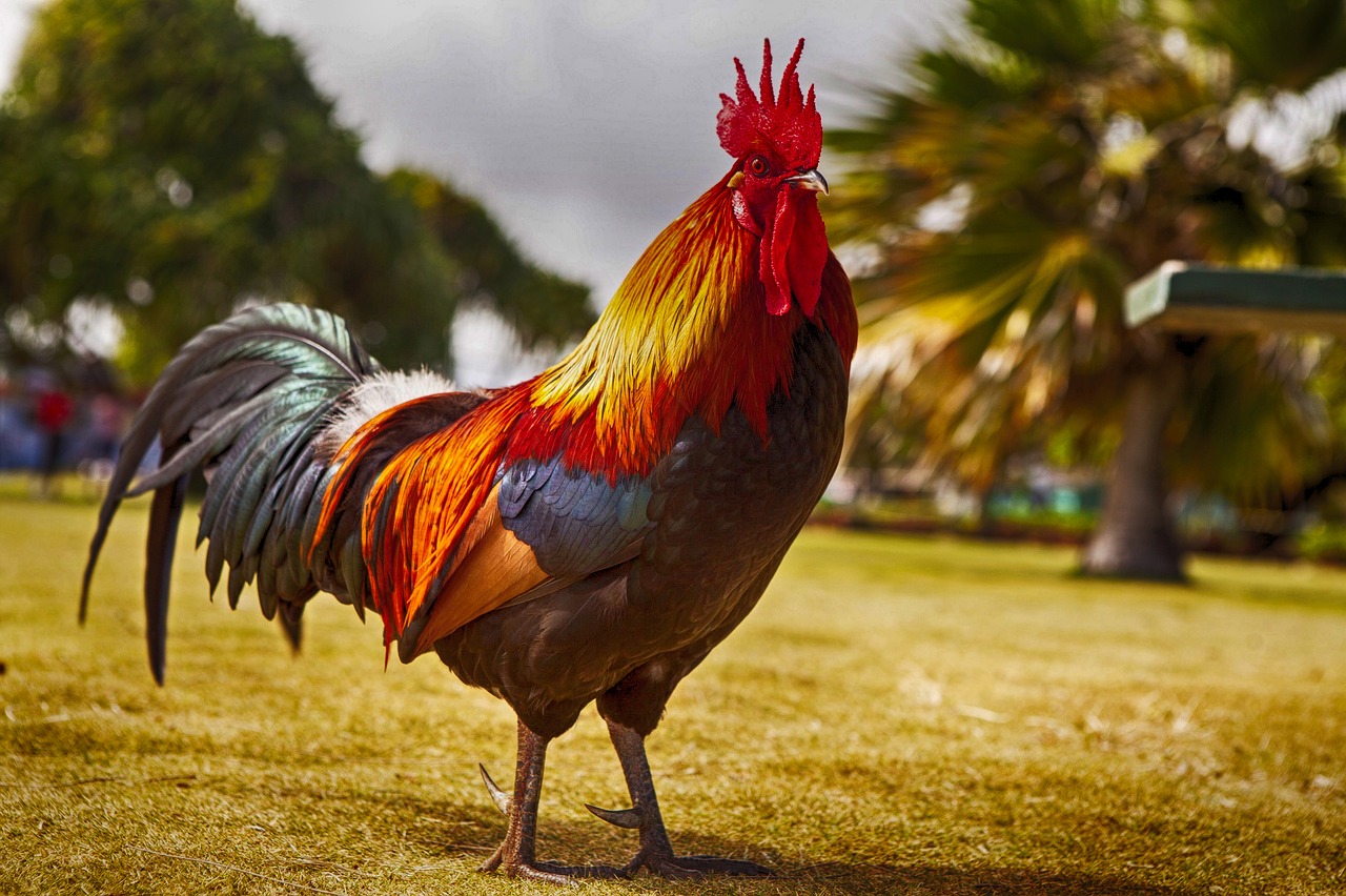 rooster cockerel bird free photo