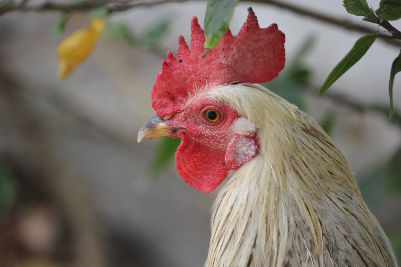 rooster white young free photo