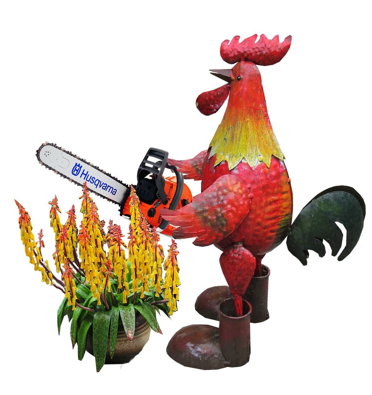 rooster pruning plant free photo