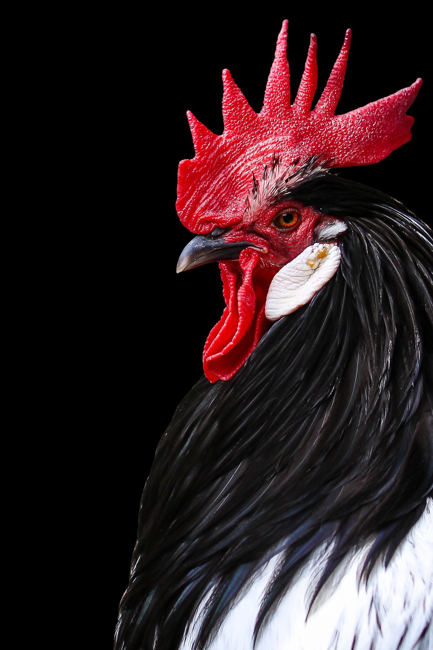 rooster cockerel chicken free photo