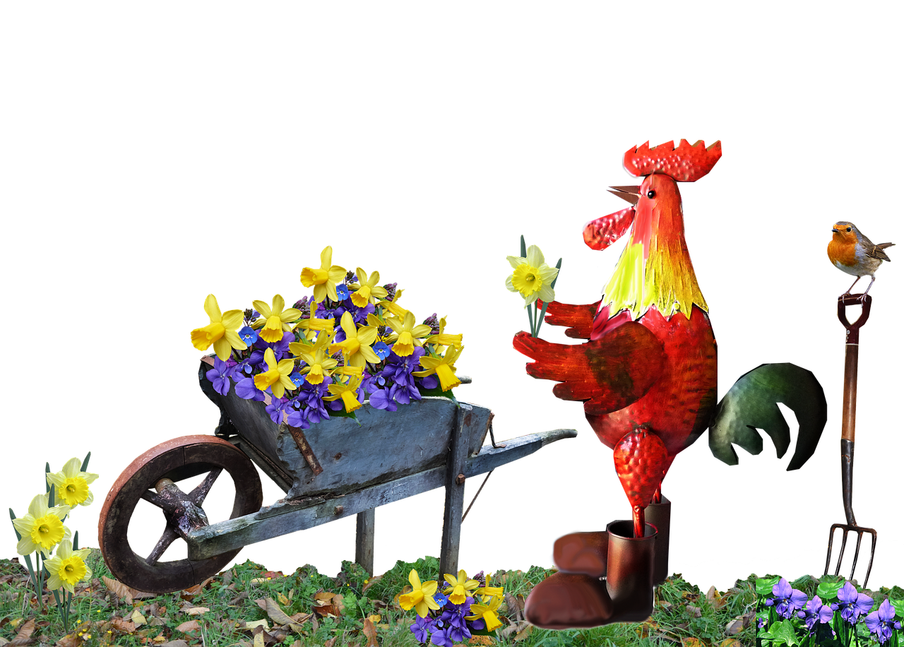 rooster barrow flowers free photo