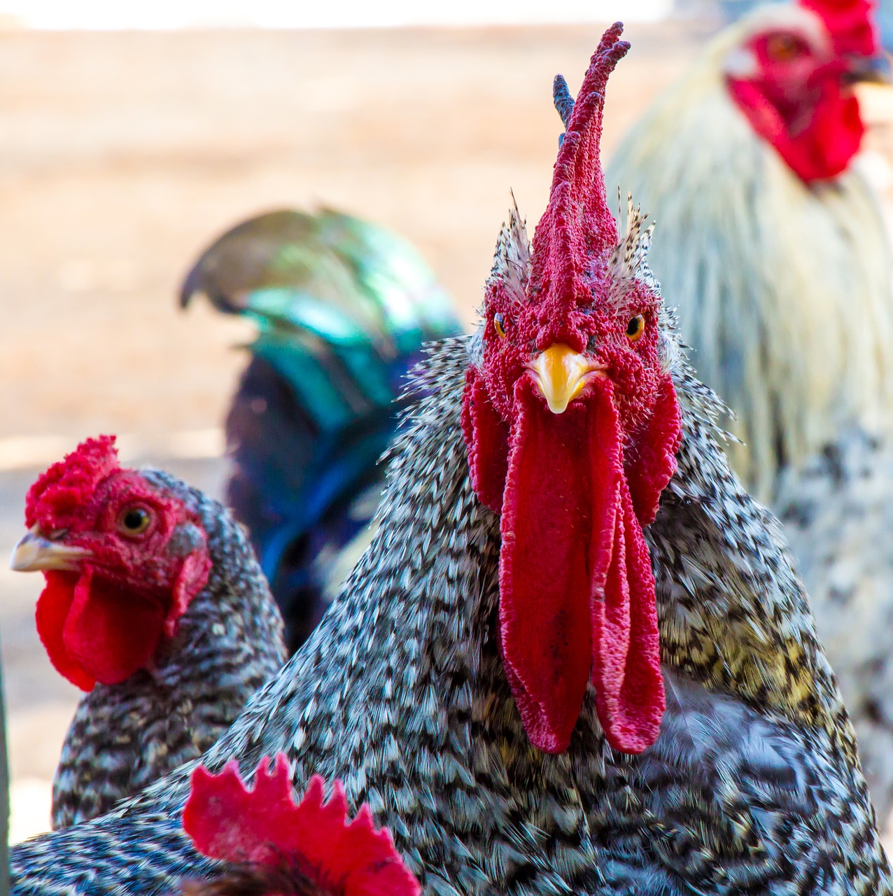 rooster chicken farm free photo