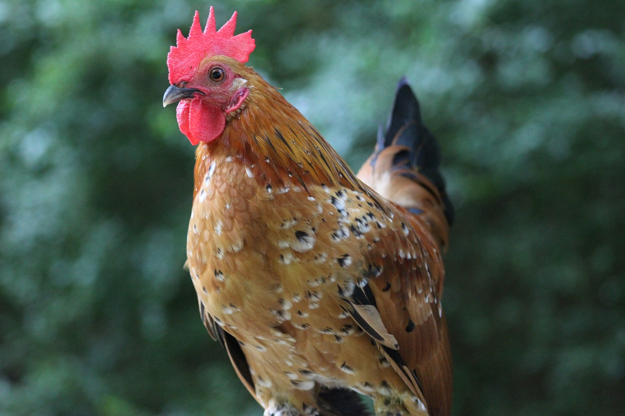 rooster nature bird free photo