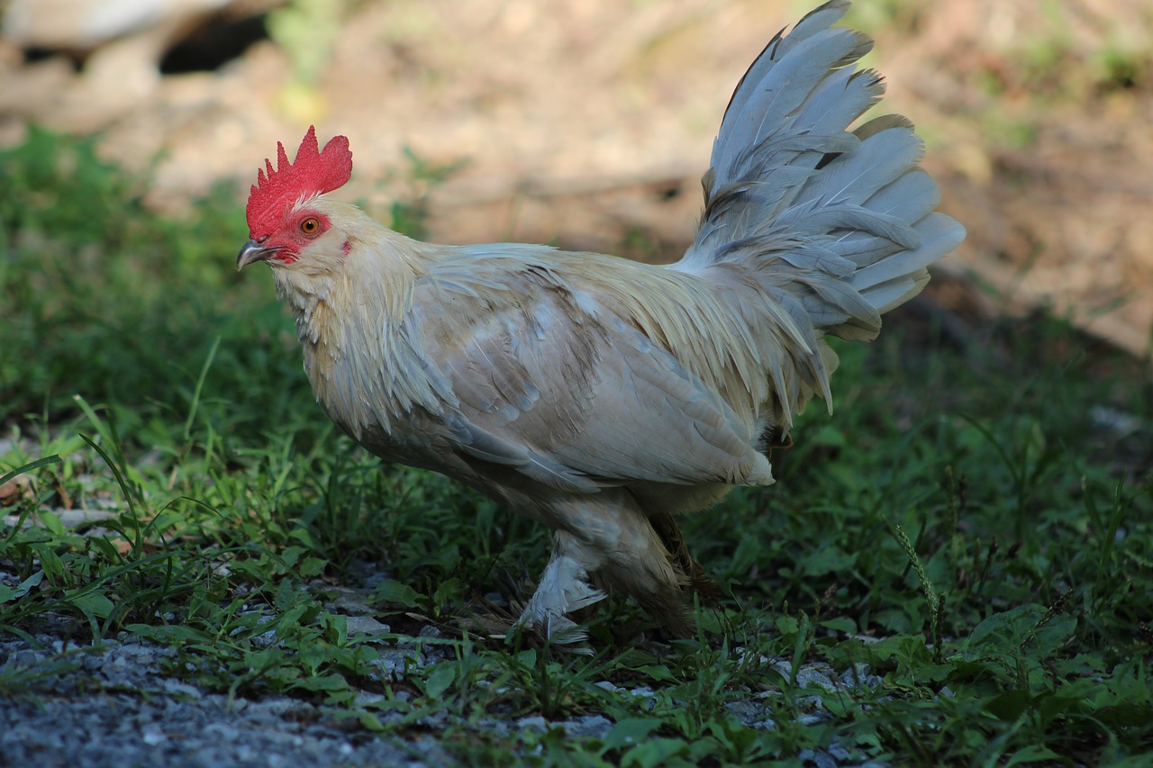 rooster chicken nature free photo