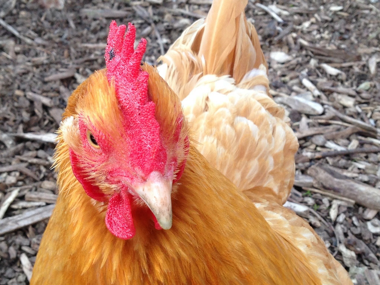 rooster chicken farm free photo