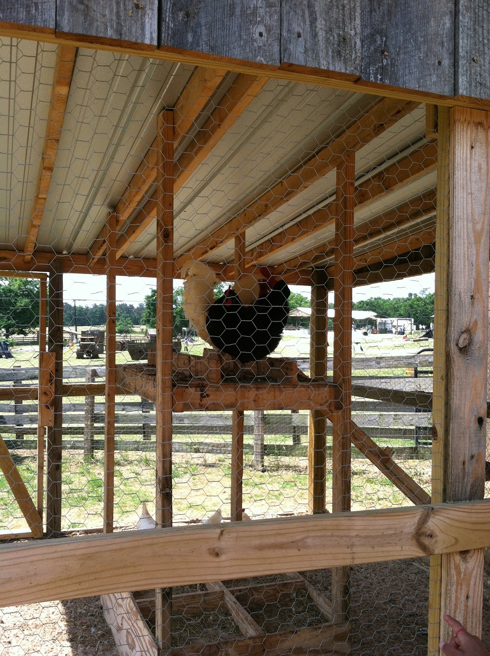 rooster chicken cage free photo