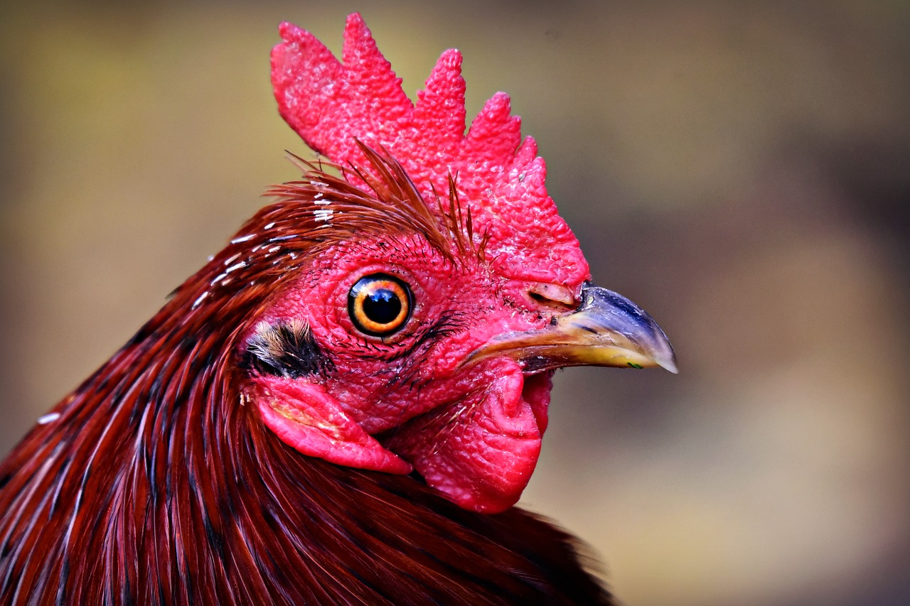 rooster  chicken  bird free photo