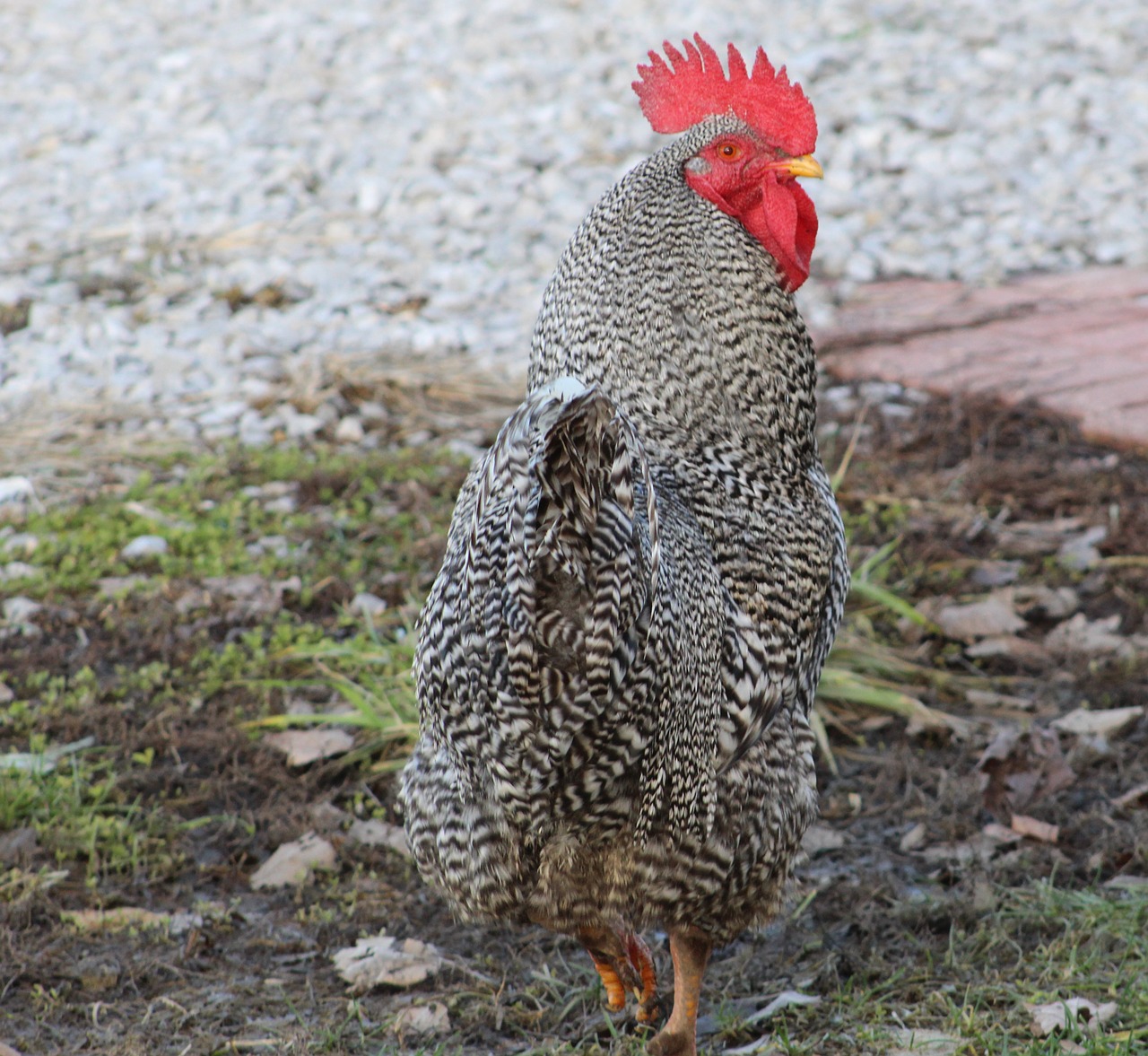 rooster  farm  animal free photo